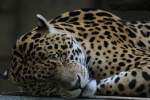 Schlafender Jaguar (Panthera onca) ...  Gilbert Angermann 23.09.2010
