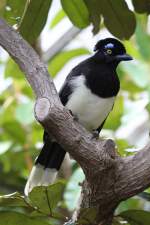 Kappenblaurabe (Cyanocorax chrysops) am 13.9.2010 im Toronto Zoo.  ...