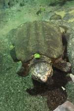 Geierschildkr�te (Macrochelys temminckii) am ...  Gilbert Angermann 24.09.2010
