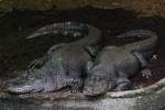 Diese zwei Mississippi-Alligatoren (Alligator ...  Gilbert Angermann 24.09.2010
