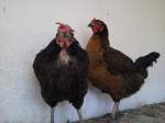 Was denken sich diese H�hner?????   ...