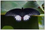 Butterfly - ...  Marcus Ziegert 27.10.2009