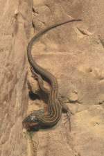 W�sten Rennechse (Aspidoscelis uniparens ...  Gilbert Angermann 25.09.2010