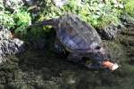 Die Schnappschildkr�te (Chelydra serpentina) ...  Gilbert Angermann 25.09.2010