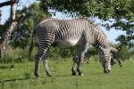 Das Grevyzebra (Equus grevyi) ...  Gilbert Angermann 25.09.2010