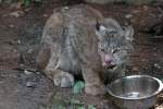 Dem Kanadischen Luchs (Lynx canadensis) scheint es geschmeckt zu haben. ...