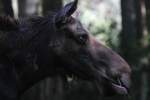 Ost - Kanada Elch (Alces alces americana) am 13.9.2010 im ...