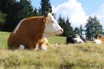 K�he w�hrend der Mittagsruhe ...  Willi Dressel 25.09.2010