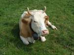Simmentaler-Kuh am 4. September 2010 in Wachseldorn  ...