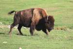 Amerikanischer Waldbison (Bison bison ...  Gilbert Angermann 26.09.2010