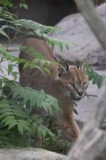 Karakal (Caracal caracal) am ...  Gilbert Angermann 26.09.2010