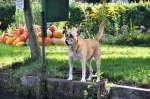 Wachhund im Spreewalddorf Lehde bei L�bbenau (23.09.2010)  ...