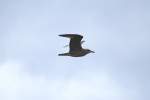 Jugendliche Heringsm�we (Larus argentatus) ...  Gilbert Angermann 27.09.2010