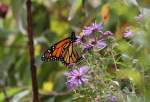 Monarchfalter (Danaus plexippus) am ...  Gilbert Angermann 27.09.2010