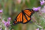 Monarchfalter (Danaus plexippus) am ...  Gilbert Angermann 27.09.2010