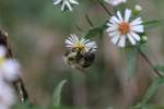 Amerikanische Pelzbiene (Anthophora sp.) ...  Gilbert Angermann 27.09.2010