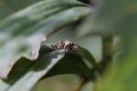White-streaked Brown Jumping Spider ...  Gilbert Angermann 27.09.2010