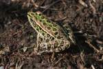 Leopardfrosch (Rana pipiens) am ...  Gilbert Angermann 27.09.2010