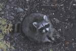 Bettelnder Waschb�r (Procyon lotor) ...  Gilbert Angermann 27.09.2010