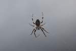 Br�ckenkreuzspinne oder Br�ckenspinne (Larinioides ...  Gilbert Angermann 28.09.2010