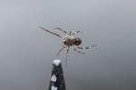 Br�ckenkreuzspinne (Larinioides sclopetarius) von ...  Gilbert Angermann 28.09.2010