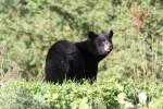 Amerikanischer Schwarzb�r (Ursus americanus) ...  Gilbert Angermann 28.09.2010