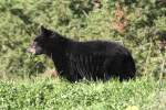 Amerikanischer Schwarzb�r (Ursus americanus) ...  Gilbert Angermann 28.09.2010