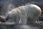 Eisb�r beim Fell aussch�tteln. ...  Gilbert Angermann 28.09.2010