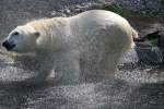 Eisb�r beim Fell aussch�tteln. ...  Gilbert Angermann 28.09.2010