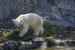Wasseroberfl�che anvisieren und... Zoo ...  Gilbert Angermann 29.09.2010