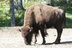 Amerikanischer Bison (Bison bison) ...  Gilbert Angermann 29.09.2010