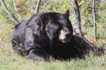Amerikanische Schwarzb�r (Ursus americanus) ...  Gilbert Angermann 29.09.2010