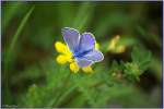 Hauhechelbl�uling - Aus der ...  Marcus Ziegert 27.10.2009