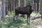 Westkanadischer Elchkuh (Alces alces ...  Gilbert Angermann 30.09.2010