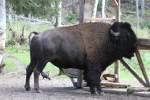 Amerikanischer Bison (Bison bison) ...  Gilbert Angermann 30.09.2010