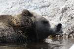 braunbaren-ursus-arctos Grizzlyb�r (Ursus arctos horribilis) beim Baden. Zoo Sauvage de Saint-F�licien,QC am 18.9.2010.
