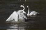 schwane-cygnus Schwanensee-Ballett. Trompeterschwan (Cygnus buccinator) am 18.9.2010 im Zoo Sauvage de Saint-F�licien,QC. 