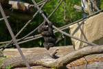 Gorilla-Baby beim fressen. Zoo Leipzig 17.08.2008  ...