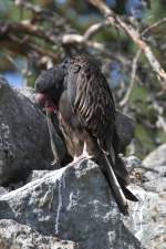 Schmollender Truthahngeier (Cathartes aura) am 18.9.2010 im Zoo Sauvage de ...