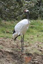 echte-kraniche-grus Mandschurenkranich (Grus japonensis) am 18.9.2010 im Zoo Sauvage de Saint-F�licien,QC.