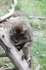 Makaken 'So ein Mist, jetzt habe ich mir auch noch einen Span eingezogen.' Japan- oder Rotgesichtsmakak (Macaca fuscata) am 18.9.2010 im Zoo Sauvage de Saint-F�licien,QC.
