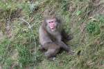 Makaken Irgend etwas schein diesen Affen m�chtig aufzuregen. Japanmakak (Macaca fuscata) am 18.9.2010 im Zoo Sauvage de Saint-F�licien,QC.

