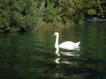 schwane-cygnus Einsamer Schwan am 3. Oktober 2010 auf dem Thunersee
