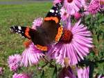 edelfalter-nymphalidae Admiral(Vanessa atalanta) fliegt von Bl�te zu Bl�te ;100912
