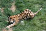 tiger-panthera-tigris Dieser Tiger scheint etwas gefunden zu haben. Sibierischer Tiger am 18.9.2010 im Zoo Sauvage in St.F�licien.
