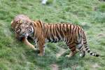 tiger-panthera-tigris In Blickrichtung des Tigers, stand der Tierpfleger, welcher f�r Fragen bereitstand und so langsam die F�tterung vorbereitete. Sibirische Tiger am 18.9.2010 im Zoo Sauvage de Saint-F�licien,QC.