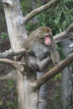 Makaken Auf dem Sprung, Japanmakak (Macaca fuscata) setzt sich in Bewegung. Zoo Sauvage de Saint-F�licien,QC am 18.9.2010. 