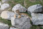 tiger-panthera-tigris Siesta auf dem Felsen. Sibirischer Tiger am 18.9.2010 im Zoo Sauvage de Saint-F�licien,QC.

