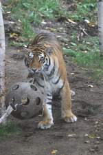 tiger-panthera-tigris Ich will der st�rkere sein! Sibirischer Tiger am 18.9.2010 im Zoo Sauvage de Saint-F�licien,QC.
Dieses interaktive Spiel scheint den Tigern zu gefallen. Auf der einen Seite zieht ein oder meherere Tiger, auf der anderen Seite ziehen die Menschen.