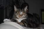 Sonstige Katze Lucky f�r das Leben einer h�uslichen K�nigin. Hier am  31.08.2010